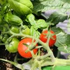 【害虫被害、酷暑】一筋縄ではいかなかった家庭菜園【ミニトマト、ナス、バジル】