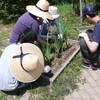 花壇に種まき、苗植え　ブルーベリー摘み取り　ノカンゾウの花