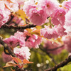 雨に八重桜