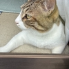 外を見つめる猫の「そら」😸