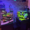 マリンアクアリウムに向かい風な昨今