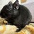 くろごまあん二世 502日目