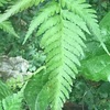 （紹介：植物）新宿中央公園公園大橋の下側で見かけた