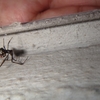 我が家にもセアカゴケグモ