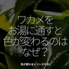 1611食目「ワカメをお湯に通すと色が変わるのはなぜ？」色が変わるシリーズその1
