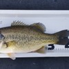 琵琶湖  南湖 2025/ 3/24 釣果1本 39.5cm、サウザー出船234回、リチウム充電268回