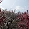 宮城県 松島 円通院 紅葉 見頃時期は？