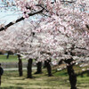 函館、桜の訪れ