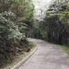 草山公園の桜