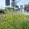 菜の花が見ごろです💐