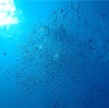 【常神半島】海中は癒しの空間🫧✨久々のスキューバダイビングで心も体もリフレッシュ！