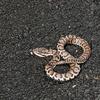 キム・マンチョルの怖い話「蛇の祟り」