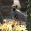 ズアカカンムリウズラ(Gambel's Quail)