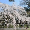 京都御苑の桜2020。見頃や開花状況。近衛邸跡の糸桜を堪能。