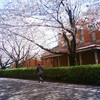 熊本大学黒髪キャンパスは桜が満開～♪