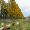 北大農場のひつじさんと、紅葉のポプラ並木を見に行く