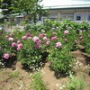 東京都薬用植物園（東京都小平市）