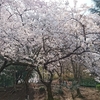 戸山公園の桜・桜短歌2018