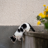 地元住宅街のねこさん