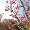 【沖縄生活】今週の桜（寒緋桜）の様子