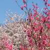 奈良 約３００本の桜に包まれる壺阪寺 桜大仏 ２０２１年 桜 満開に？