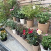 バラの開花が始まってます
