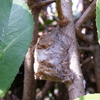 カマキリの卵