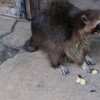 井の頭自然文化園で動物写真