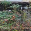 我が家の庭は今更だけど風通しが悪かったんだね…。
