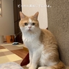 雨田甘夏、人違いです。【猫と裏声とデトックス事情】