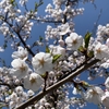 釧路でソメイヨシノ　満開🌸