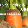 プランターで始める人参栽培🥕初心者でもできるおうち菜園の楽しみ方✨