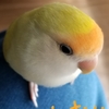 コザクラインコに癒されています(≧▽≦)