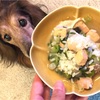 【犬ごはん】鮭とほうれん草のごはん