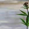 山茶花梅雨の気配かな・・・