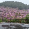 春の京都①・・・雨の三尾めぐり