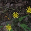 Ixeridium dentatum subsp. nipponicum var. albiflorum f. amplifolium　ハナニガナ