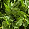 Fenugreek properties