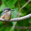 カワセミの幼鳥は元気に育っている。