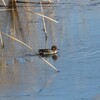 手賀沼のコガモ　初春玉手箱　クロハラアジサシ