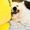 【517日目】今日も猫日和
