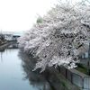 伏見　疎水の桜より。