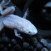 続いて白ヒメツメのア−が逝く