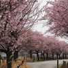 河津桜・あじさいライン（相模原市南区新戸）