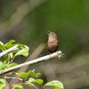 落ちてきた赤ちゃん鳥