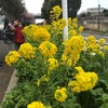 早咲き桜と菜の花とマグロ