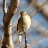 雨続きなのでパナライカ100-400使用での過去の野鳥写真