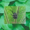 7月の庭の植物＆昆虫～カブトムシ発見～