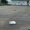 袖ヶ浦公園の自然観察