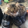 革靴を履いた猫